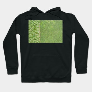 Top down aerial view of green nursery forest bordering with mature forest Hoodie